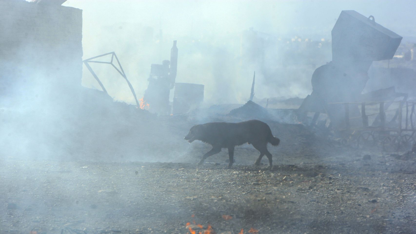 El grito silencioso tras los incendios de Madrid: la lucha para salvar a los animales y ayudar a los refugios